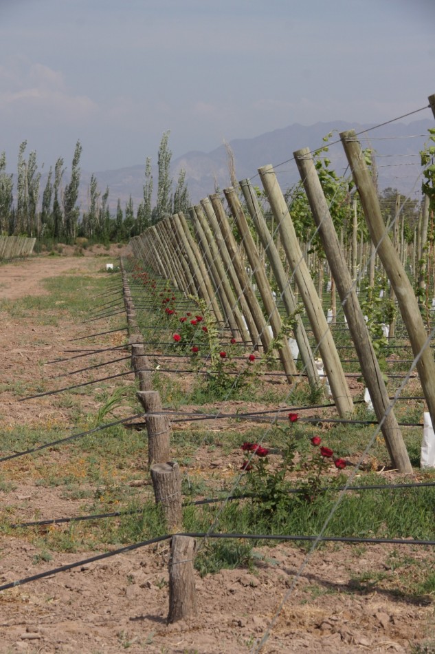 FINCA Y BODEGA 