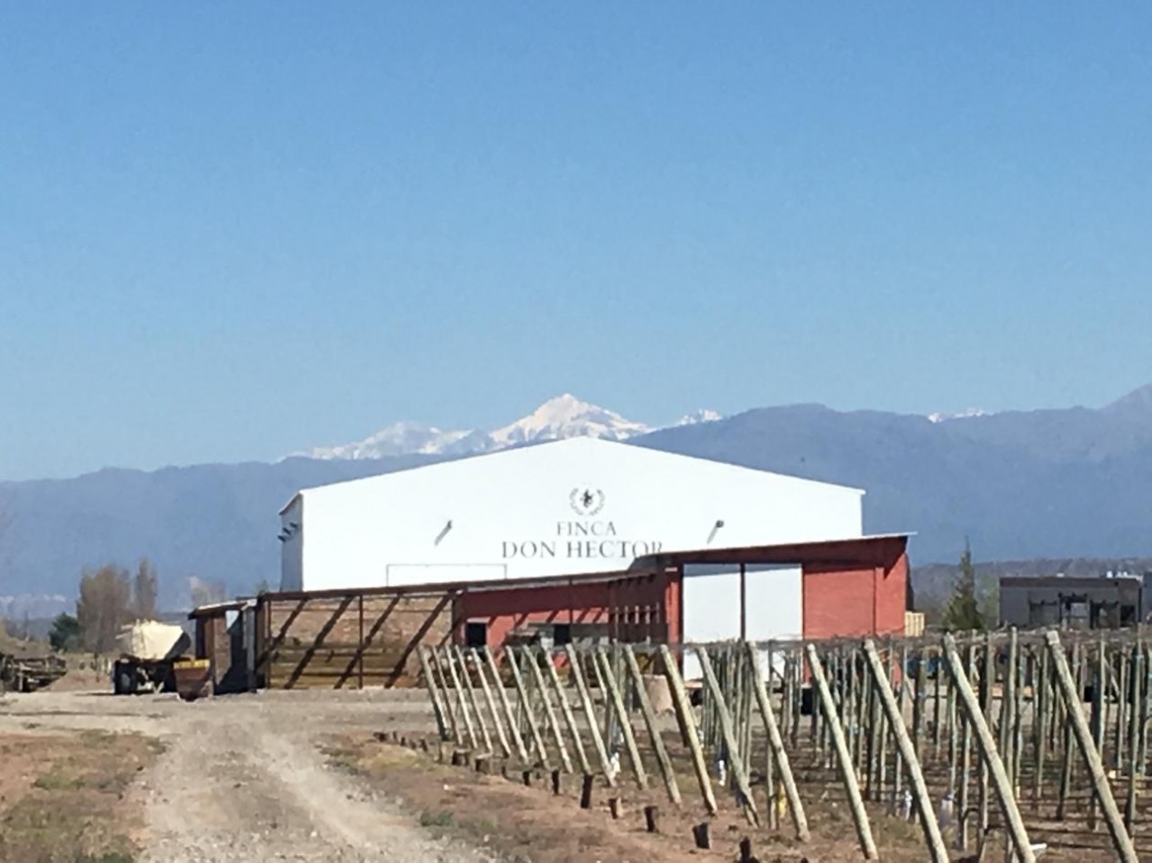 FINCA Y BODEGA 