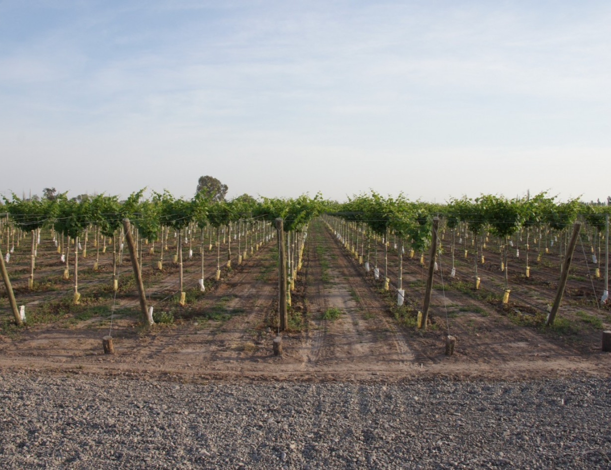 FINCA Y BODEGA 