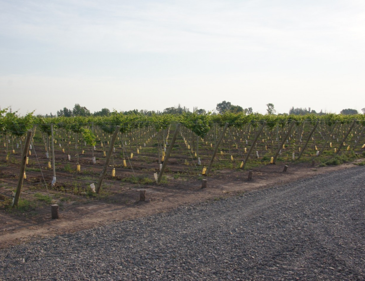 FINCA Y BODEGA 