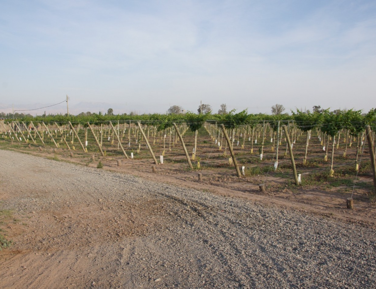 FINCA Y BODEGA 