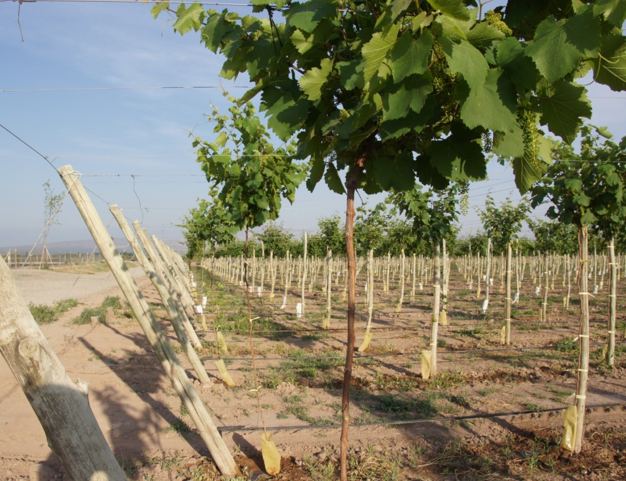 FINCA Y BODEGA 