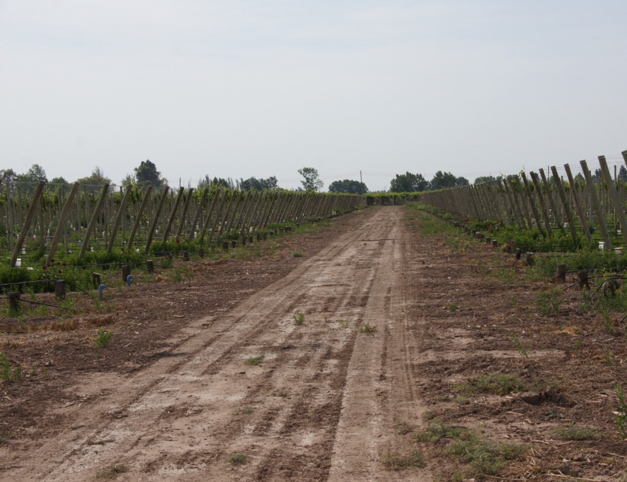 FINCA Y BODEGA 