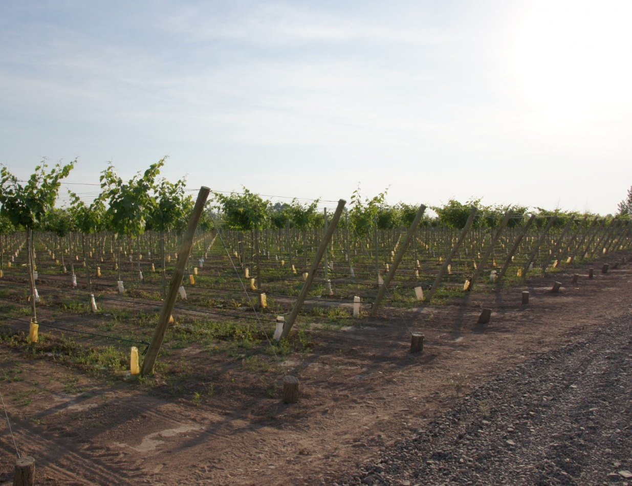FINCA Y BODEGA 