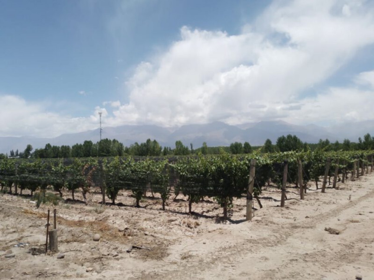 LA CONSULTA VINEYEARDS 