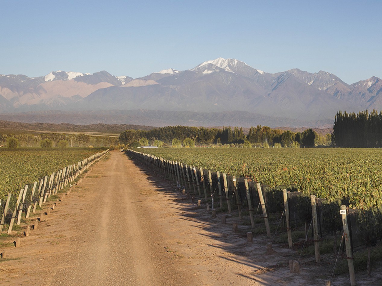LA CONSULTA VINEYEARDS 