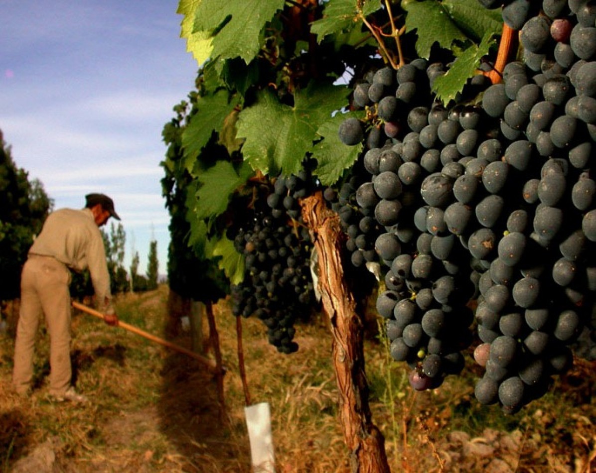 FINCA ORIGEN ANDINO