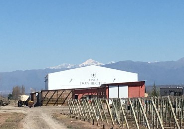 FINCA Y BODEGA 